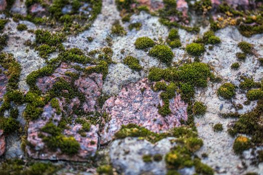 green moss on concrete with bricks selective focus and lens blur background