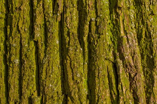 green wooden bark closeup texture background vith vertical cracks and direct hard sunlight
