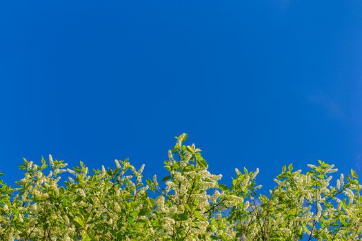 florescence of bird-cherry on clear blue sky 