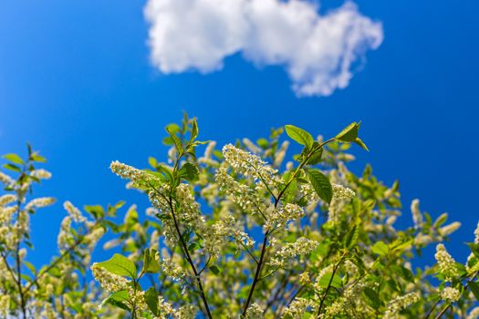 florescence of bird-cherry on blue sky with single cloud