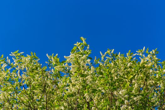 florescence of bird-cherry on clear blue sky