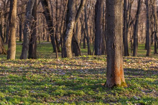empty spring forest background with selective focus