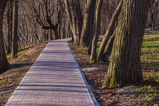 early spring pathway in park selective focus scene with direct side sunlight