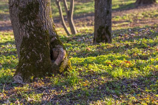 empty spring forest background with selective focus