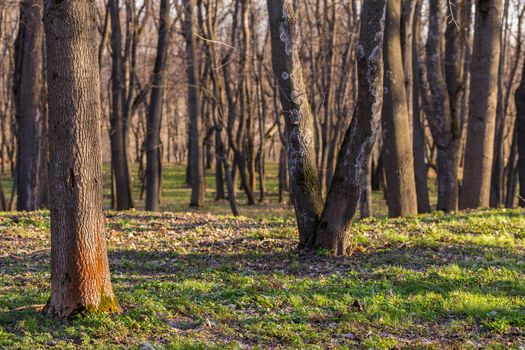 empty spring forest background with selective focus