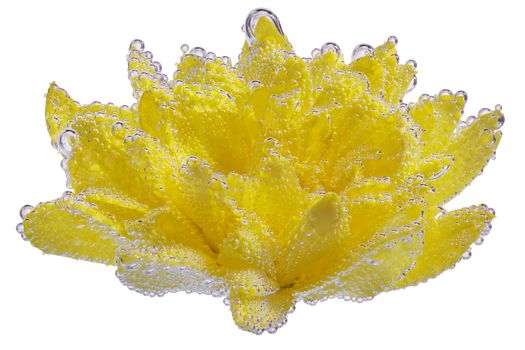 Yellow chrysanthemum coverd by air bubbles underwater isolated on white background