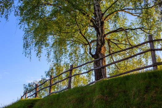 barnwood fence on hill with birch tree upward view