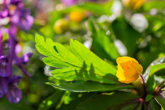 small yellow Anemone ranunculoides with selective focus