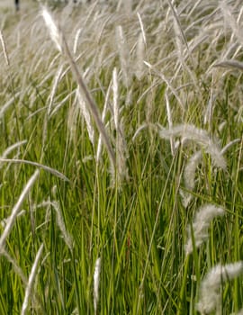 Fresh green grass with in sunshine