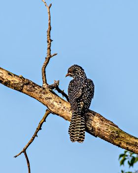 Black Asian Koel(Eudynamys scolopaceus) , female bird sitting on branch of tree.
