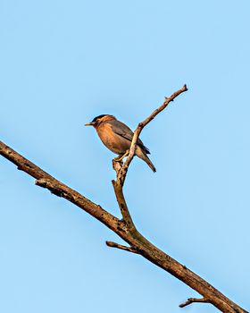 Close up image of Brahminy starling or Myna(Sturnia pagodarum) bird sitting on a dry branch of tree