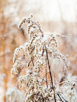 Dried grass under the snow. Snowfall in forest. Winter season. Natural background.