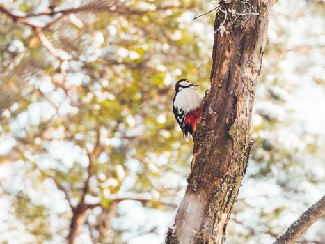 Great spotted woodpecker, Dendrocopos major, knocks on the bark of a tree, extracting edable insects. Bird in winter forest.