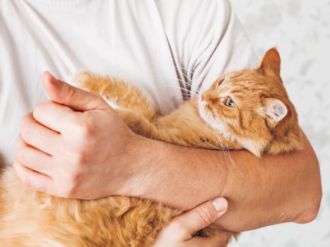 Man cuddles cute ginger cat. Fluffy pet looks pleased and sleepy. Fuzzy domestic animal. Cat lover.