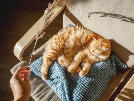 Top view on cute ginger cat lying on pillow. Woman id using dried grass used as toy for fluffy pet. Cozy home lit with sun.