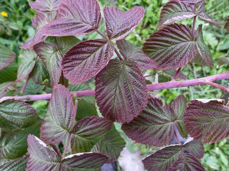 Village. Foliage. Raspberries plant leaves. Organic agriculture. Countryside garden.Raspberry bush Fresh green leaf