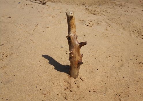 Old snag on a sandy beach on a bright Sunny day.