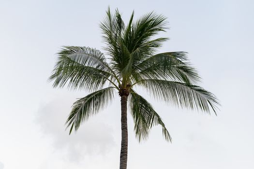 Coconuts palm tree on a sky background.