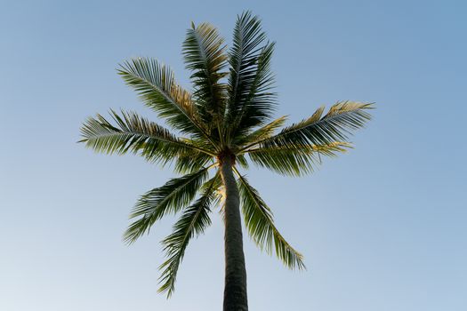 Coconuts palm tree on a sky background.