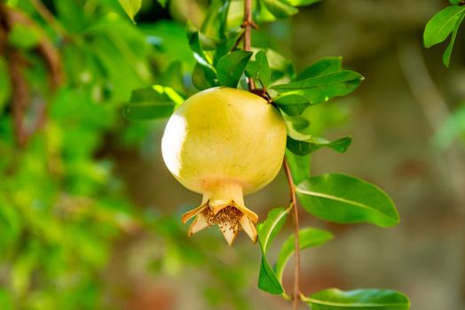 A not yet ripe yellow pomegranate on a tree, surrounded by leaves with clearly visible calyx
