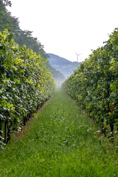 The view between two green infinite rows of vines with a mountain on the horizon and grass in the middle