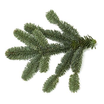 Evergreen christmas fir pine tree branch isolated on white background for design