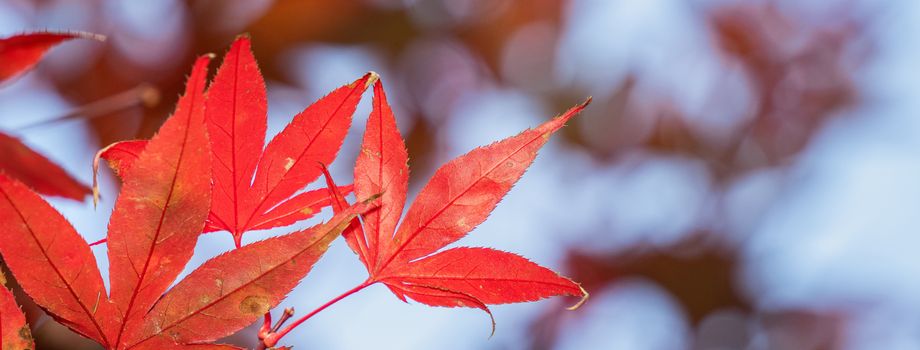 Beautiful maple leaves in autumn sunny day at foreground and blurry background in Taiwan, with no people, close up, copy space, macro shot.