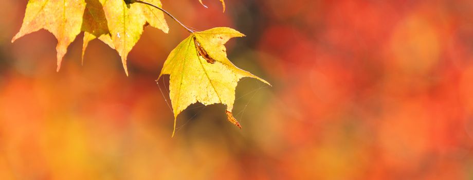 Beautiful maple leaves in autumn sunny day at foreground and blurry background in Taiwan, with no people, close up, copy space, macro shot.