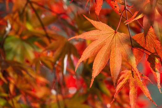 Beautiful maple leaves in autumn sunny day at foreground and blurry background in Taiwan, with no people, close up, copy space, macro shot.
