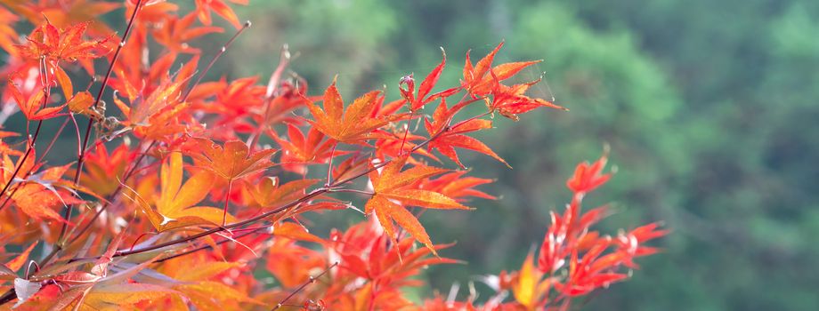 Beautiful maple leaves in autumn sunny day at foreground and blurry background in Taiwan, with no people, close up, copy space, macro shot.