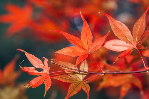 Beautiful maple leaves in autumn sunny day at foreground and blurry background in Taiwan, with no people, close up, copy space, macro shot.