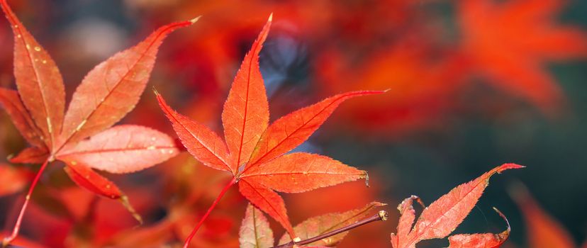 Beautiful maple leaves in autumn sunny day at foreground and blurry background in Taiwan, with no people, close up, copy space, macro shot.