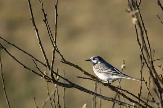 White wagtail bird sitting on a tree branch, spring view