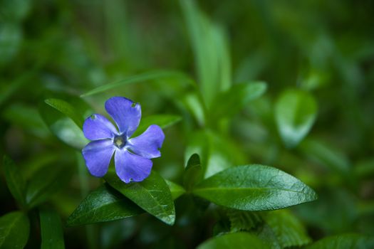 One blue periwinkle flower in green leaves, summer view