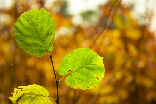 Green alder leaves on an orange autumn background, October view