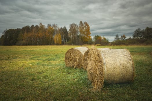 Hay bales in the meadow, trees on the horizon and cloudy sky, autumn landscape