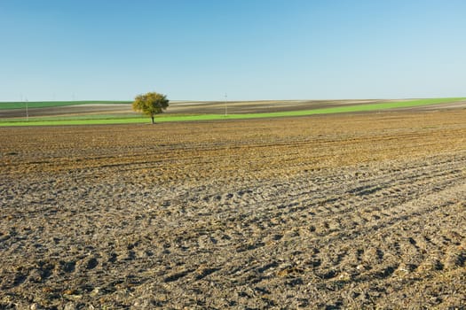 A lonely green tree growing in a plowed field, rural landscape