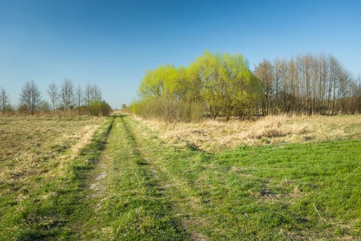 Grassy road through meadows and trees, spring April view
