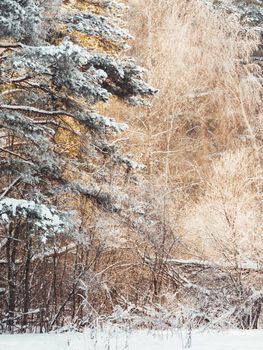 Winter in forest. Snowy weather in wood at sunny day. Pine trees after snowfall. Natural background.