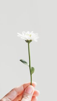 Hand with fragile chrysanthemum flower. Woman is holding blooming flower on grey background.