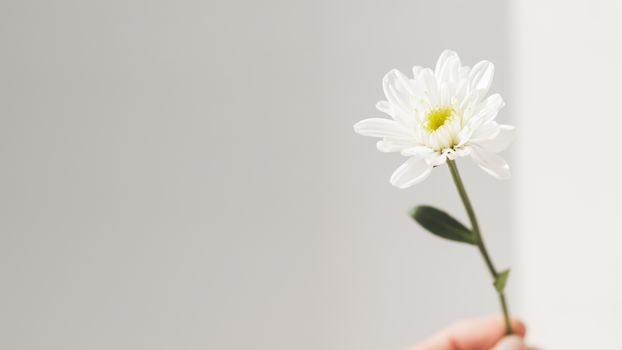 Hand with fragile chrysanthemum flower. Woman is holding blooming flower on grey background with copy space. Light and shadow.