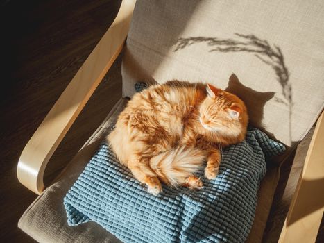 Top view on cute ginger cat lying on pillow. Fluffy pet is sleeping on chair. Cozy home lit with sun.