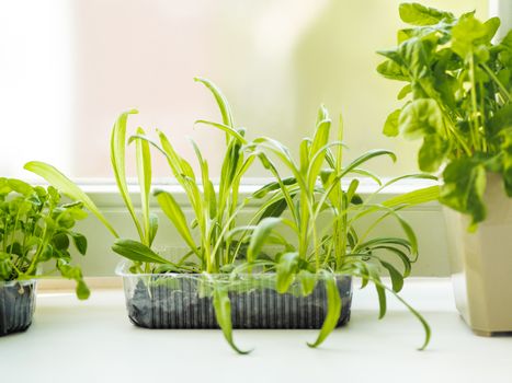 Home gardening. Seedlings of basil and rocket in flower pot on windowsill. Room plants. Reuse of plastic containers for food. Zero waste concept with copy space.