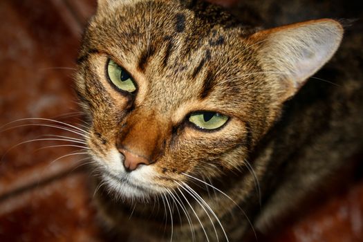 Very serious cat looking at the camera with clear eyes