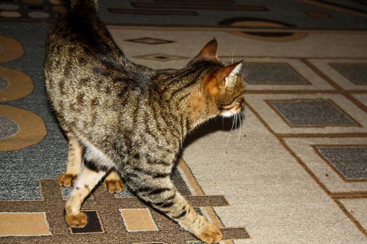 Cat walking confident inside house not looking at the camera