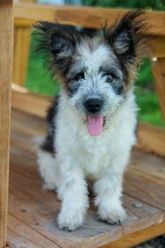 Dog sitting with his tongue out and looking directly to camera