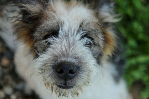 Close up of dog face with eyes smiling - dog looking at the camera