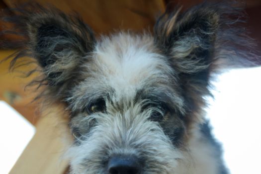 Close up of dog - dog looking at the camera