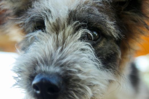 Close up of dog eyes looking at the camera