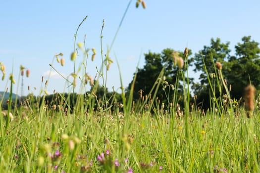 Close up of grass seen from bottom with trees and clear sky